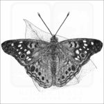 Hackberry Emperor Butterfly