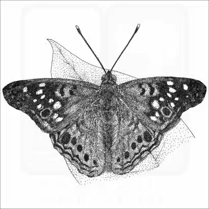 Hackberry Emperor Butterfly