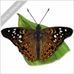 Hackberry Emperor Butterfly stock image