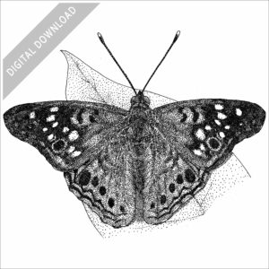 Hackberry Emperor Butterfly