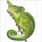 Labord's Chameleon illustration