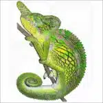 Labord's Chameleon illustration