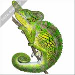 Labord's Chameleon stock image
