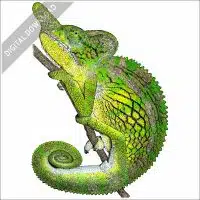 Labord's Chameleon stock image