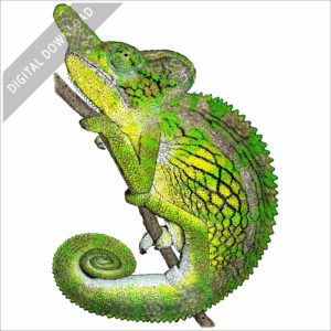 Labord's Chameleon stock image