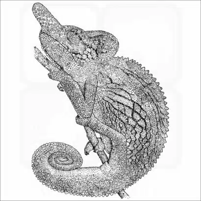 Labord's Chameleon