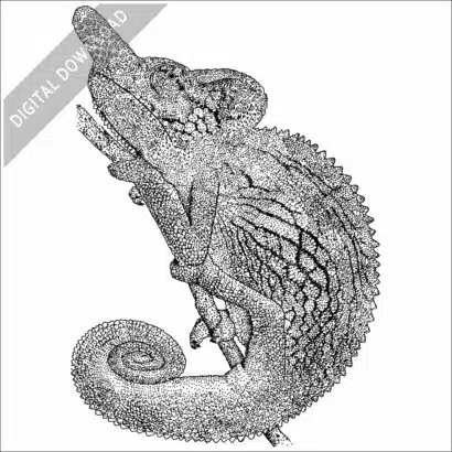 Labord's Chameleon