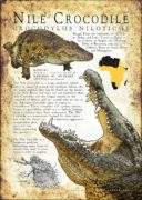 Fine art poster of a Nile Crocodile