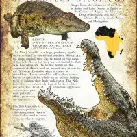Fine art poster of a Nile Crocodile