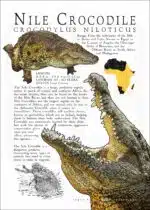 Nile Crocodile poster