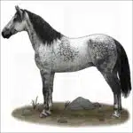 Nokota Horse illustration