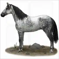 Nokota Horse illustration