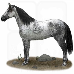 Nokota Horse illustration