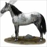 Nokota Horse stock image