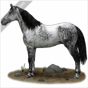 Nokota Horse stock image