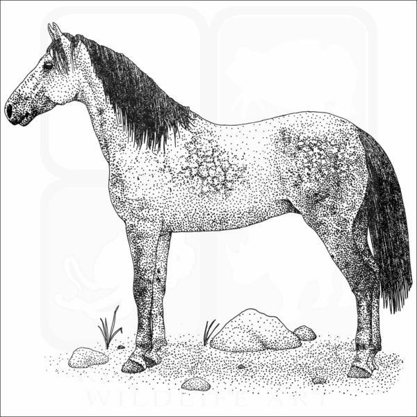 Nokota Horse