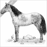 Nokota Horse