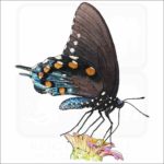 Pipevine Swallowtail Butterfly illustration