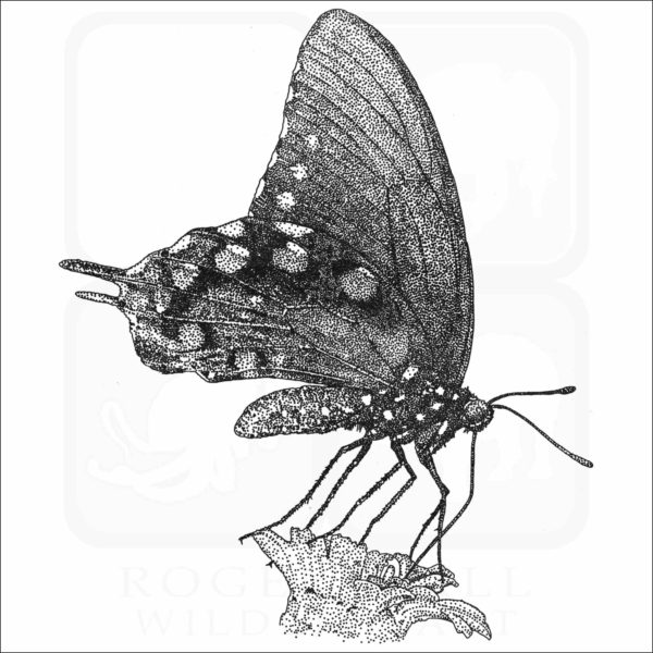 Pipevine Swallowtail Butterfly