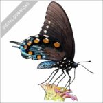Pipevine Swallowtail Butterfly stock image