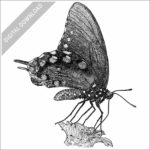 Pipevine Swallowtail Butterfly