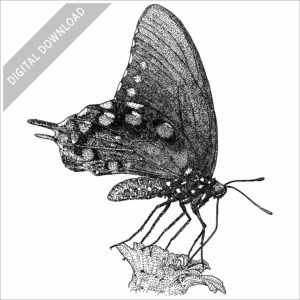 Pipevine Swallowtail Butterfly