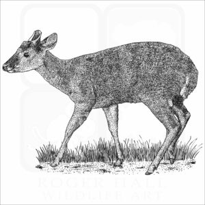 Red Brocket Deer