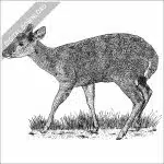 Red Brocket Deer