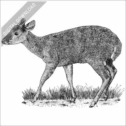 Red Brocket Deer