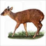 Red Brocket Deer illustration
