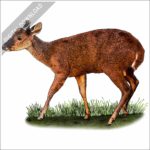 Red Brocket Deer stock image