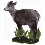 Tufted Deer illlustration