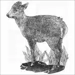 Tufted Deer