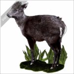 Tufted Deer stock image