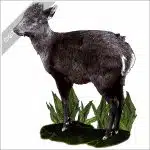 Tufted Deer stock image