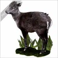 Tufted Deer stock image