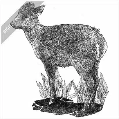 Tufted Deer
