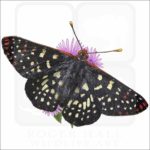 Variable Checkerspot Butterfly illustration