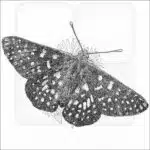 Variable Checkerspot Butterfly
