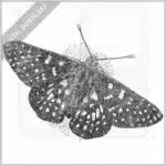 Variable Checkerspot Butterfly