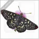 Variable Checkerspot Butterfly stock image
