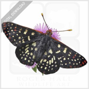 Variable Checkerspot Butterfly stock image