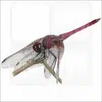Violet Dropwing Dragonfly illustration