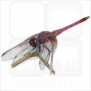 Violet Dropwing Dragonfly illustration