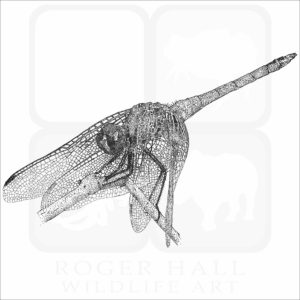 Violet Dropwing Dragonfly