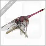 Violet Dropwing Dragonfly stock image