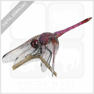 Violet Dropwing Dragonfly stock image