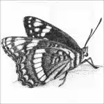 Weidemeyer's Admiral Butterfly
