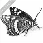 Weidemeyer's Admiral Butterfly