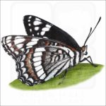 Weidemeyer's Admiral Butterfly illustration